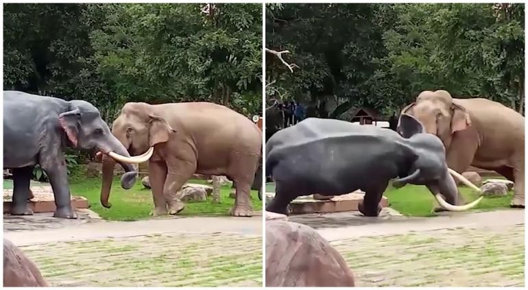 Video: el elefante que confundió una escultura con un rival de la manada | Internacionales