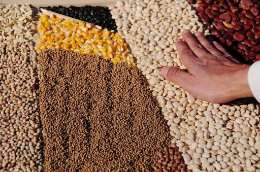 Arca de Noé vegetal: Un proyecto conserva semillas nativas en El Salvador para mitigar problemas del cambio climático | Internacionales