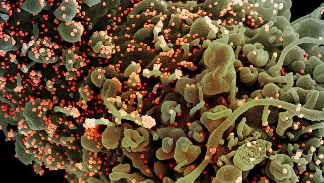 Descubrieron una nueva variante de coronavirus que muta casi el doble que el resto de las cepas | Actualidad