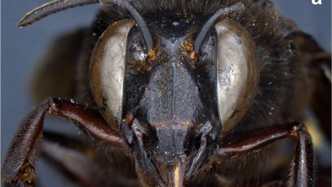 Descubren un caso de una abeja andrógina: mitad hembra, mitad macho | Curiosidades