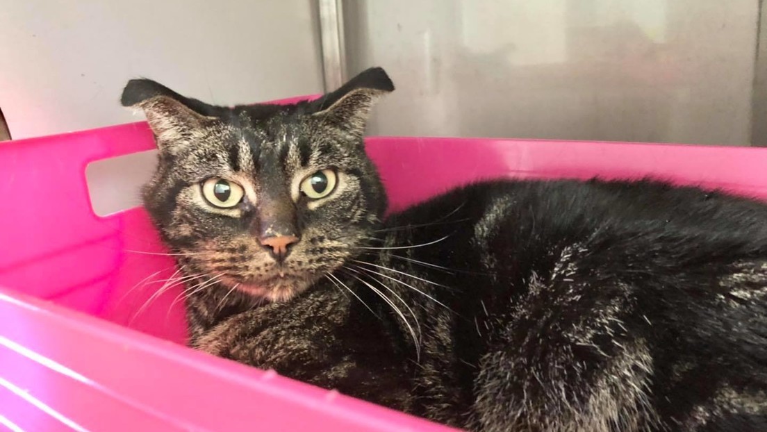 Un gato quedó encerrado en una casa vacía: sobrevivió 52 días sin comida ni agua | Internacionales