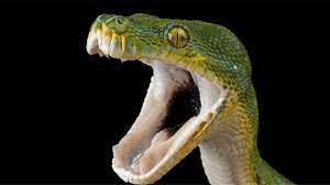 Video de terror: una serpiente se comió una vaca entera y le estalló el estómago | Curiosidades