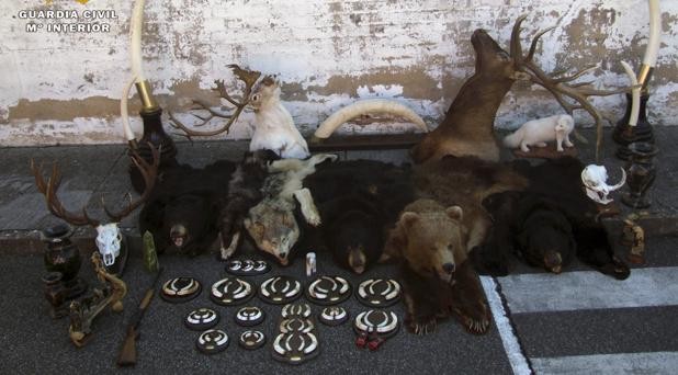 Aerolíneas Argentinas anunció que no transportará más "trofeos de caza" | Actualidad