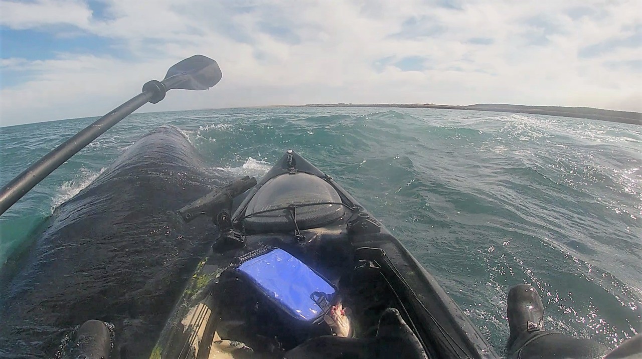 Video: Fue a pescar en kayak, tres ballenas lo rodearon y quedó sobre una de ellas | Actualidad