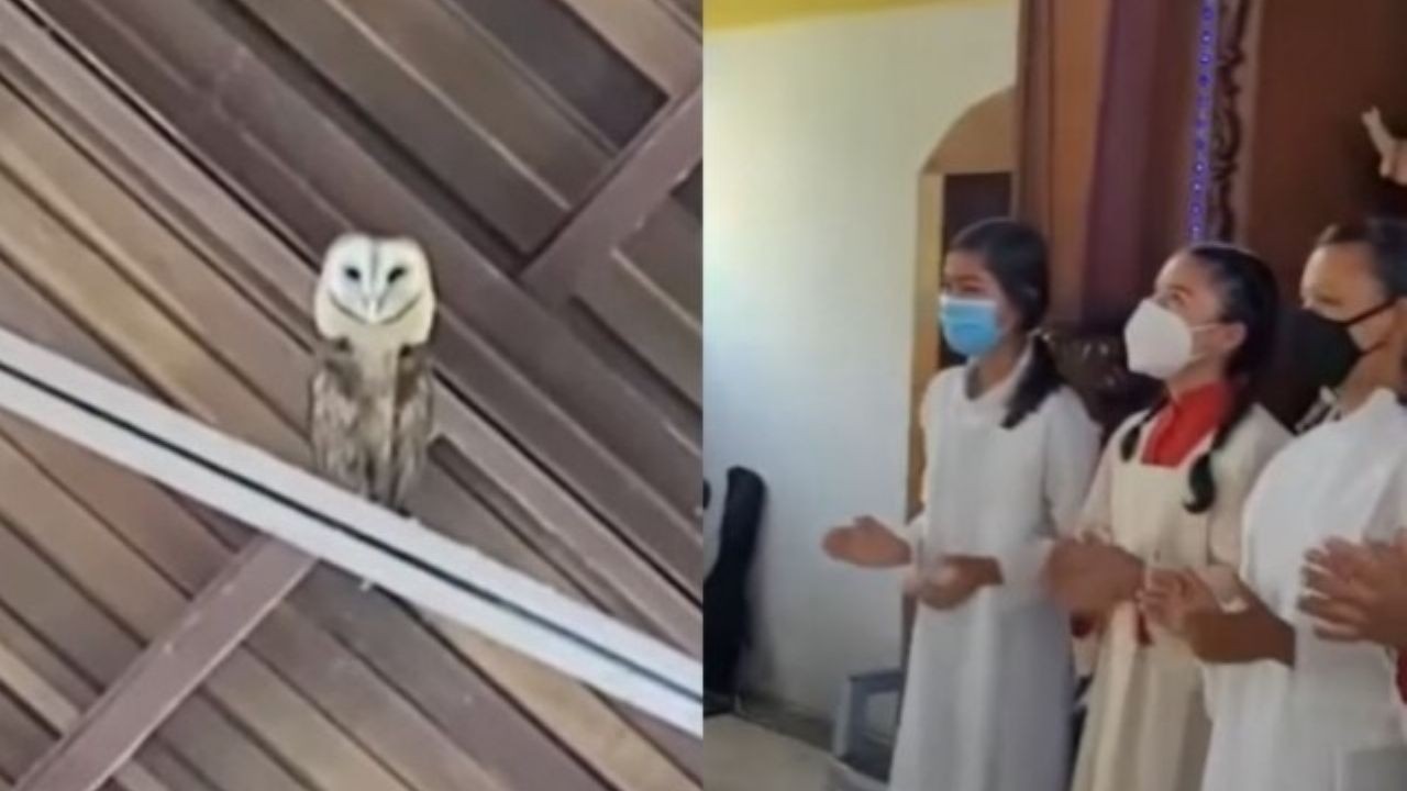 Video: Quisieron ahuyentar a una lechuza cantando y esta fue la reacción del animal | VIDEOS TFN CORDOBA