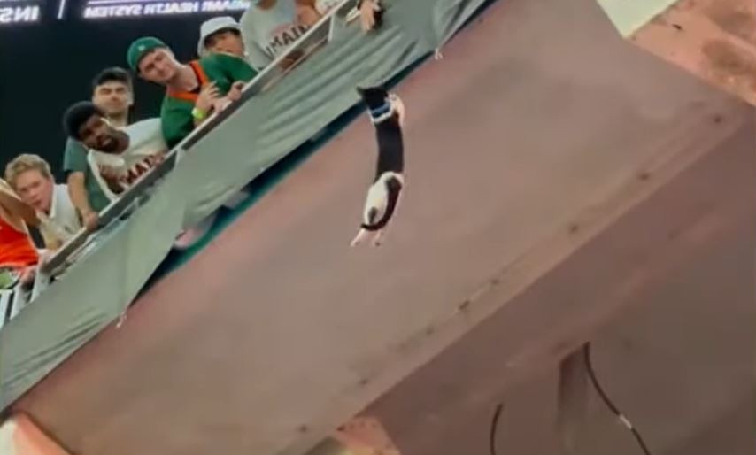 VIDEO: así salvaron la vida de un gato que cayó desde lo más alto de la tribuna de un estadio | Curiosidades