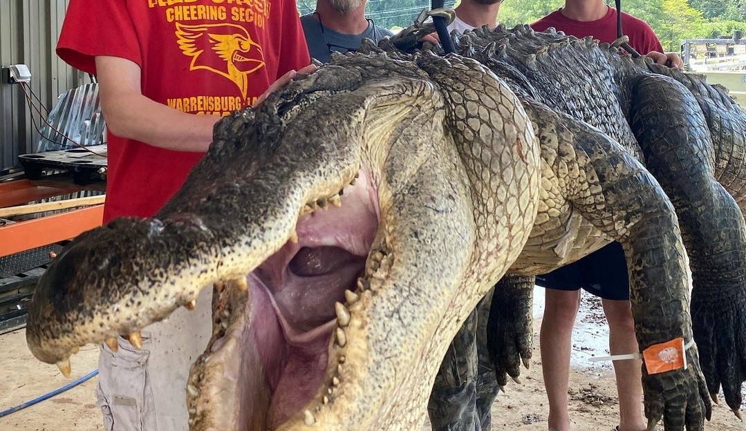 "La sorpresa del año": cazaron un cocodrilo y le cortaron el estómago | Internacionales