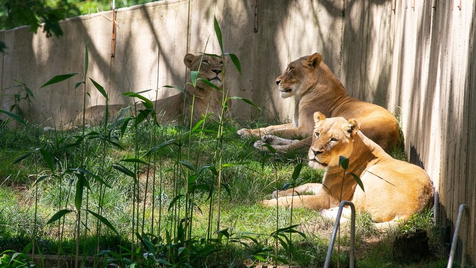 Seis leones y tres tigres contrajeron covid en un zoológico | Internacionales