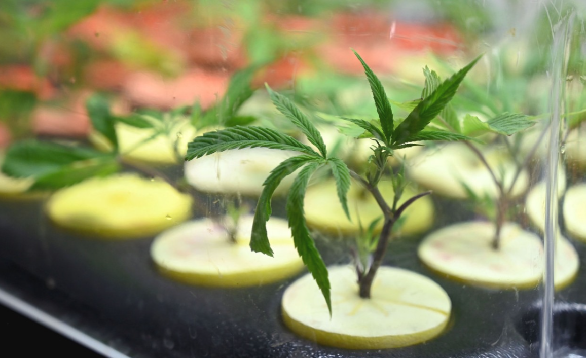 Absolvieron en Córdoba a un productor de cannabis medicinal por "aliviar el dolor de muchos niños y niñas" | Córdoba