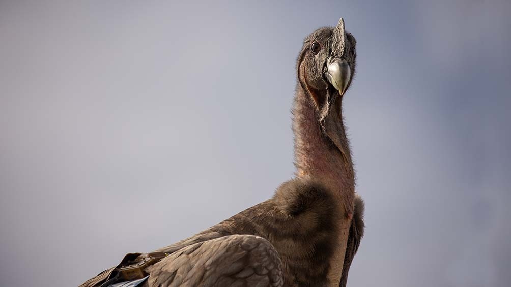 Liberaron con éxito a siete crías de cóndores, la suelta más grande realizada en Argentina | Actualidad