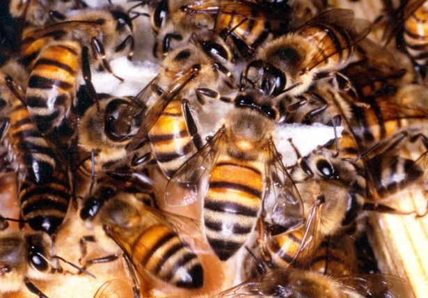 Un enjambre de abejas atacó y mató a 63 pingüinos: fueron picados en los ojos | Internacionales