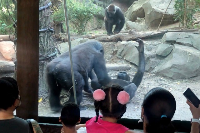 Dos gorilas escandalizan al público de un zoo con una escena de sexo oral | Curiosidades