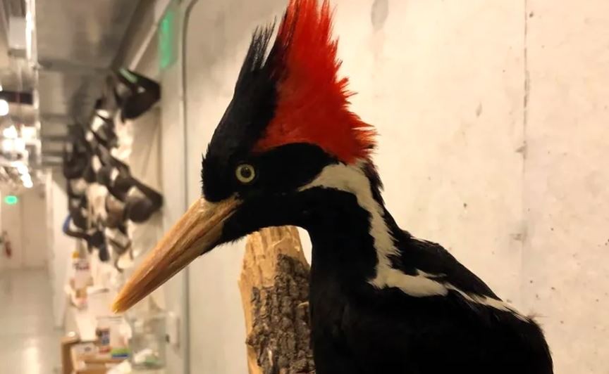 Estados Unidos declaró extinto al pájaro carpintero real y a otras 22 especies | Internacionales