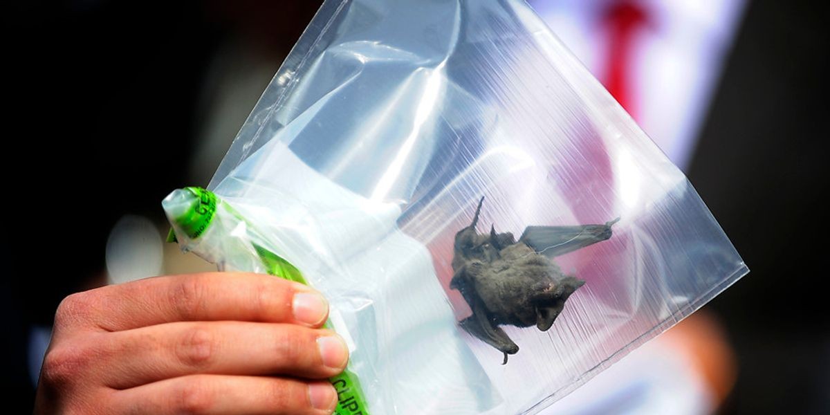 Un anciano murió de rabia tras despertar con un murciélago en el cuello | Internacionales