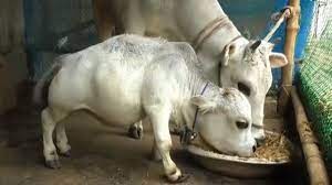 La historia de Rani, la vaca más pequeña del mundo | Internacionales