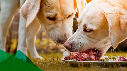 Qué es la hidatidosis, una enfermedad endemo-epidémica de Rio Negro | Actualidad