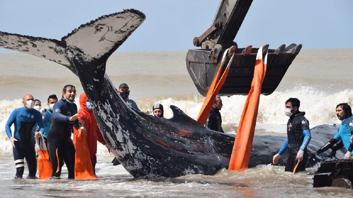 Video: el conmovedor rescate de dos ballenas en el Partido de la Costa | Actualidad
