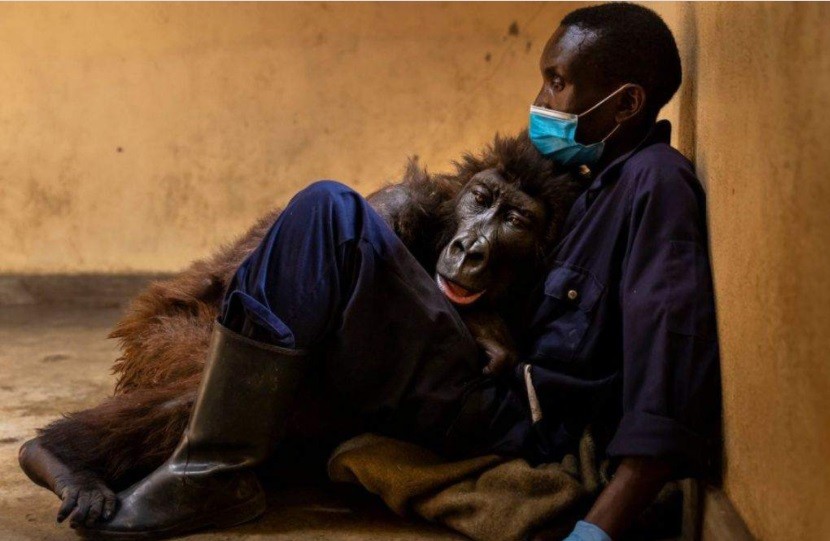 Dolor por la muerte de una famosa gorila | Internacionales