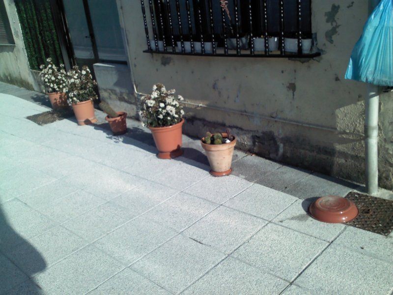 "Principio de insignificancia": sobreseyeron a una mujer en situación vulnerable que robó cuatro macetas | Actualidad