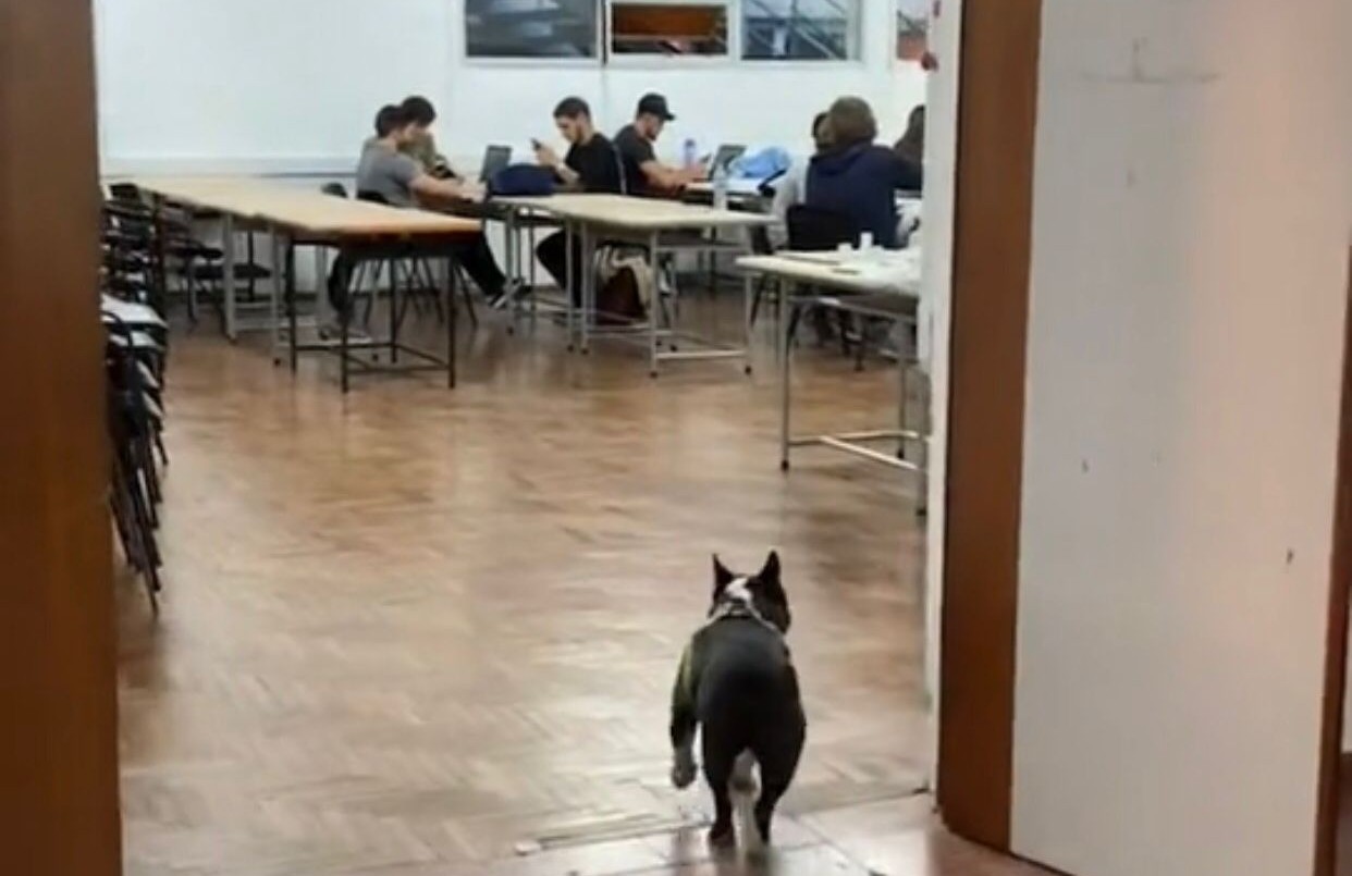 No tenía con quién dejar a su perro y lo llevó a la Universidad | Córdoba