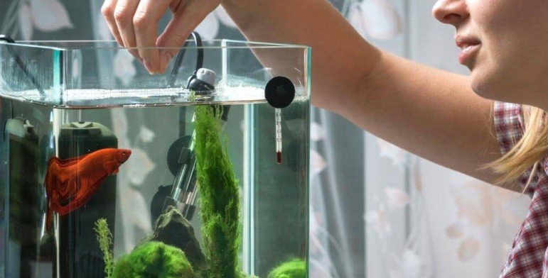 Sin viajar, contrajo una rara enfermedad tropical: hallaron la causa en su casa | Curiosidades