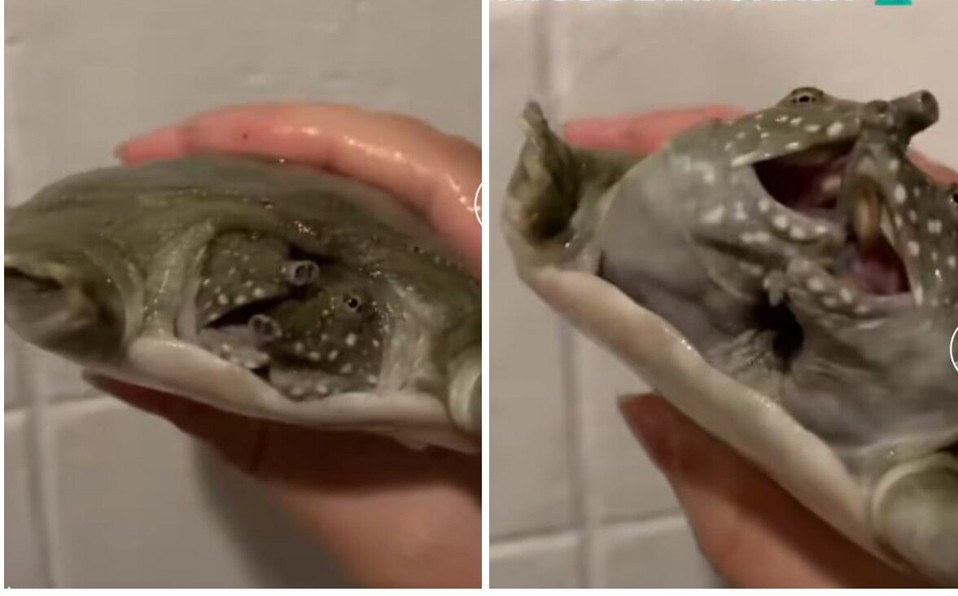 Video: el secreto que esconde esta tortuga de dos cabezas | Internacionales