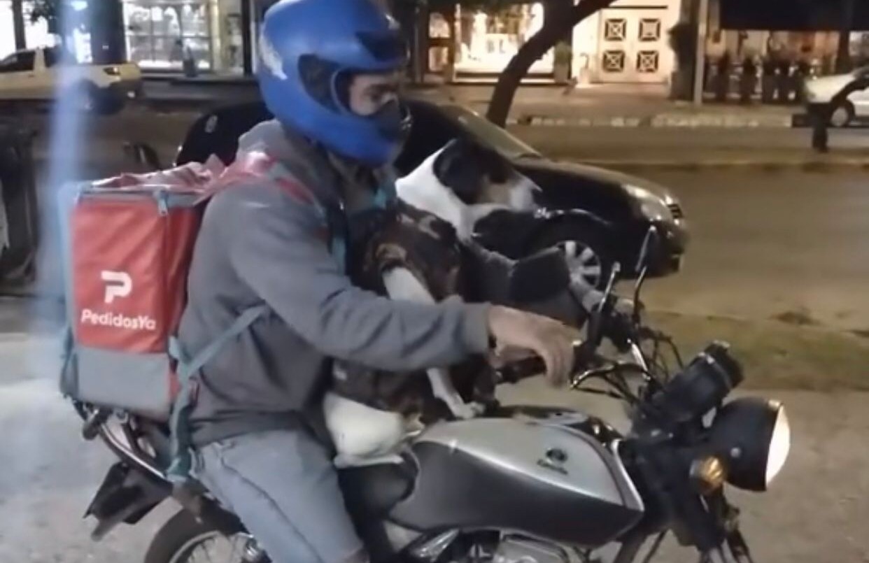 Solo en Córdoba: un delivery de cuatro patas | Córdoba