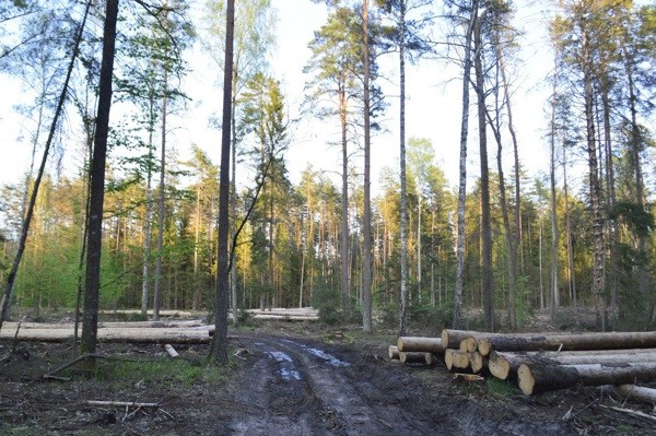 Denuncian la tala del último bosque virgen de Europa | Internacionales