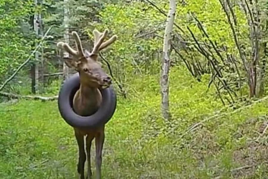 El alce que estuvo 2 años con un neumático en el cuello: así fue la liberación | Curiosidades
