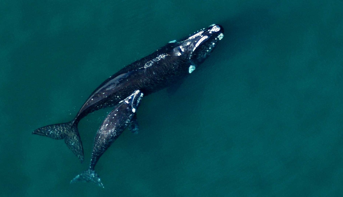 El calentamiento del océano afecta la supervivencia de la ballena franca austral | Actualidad