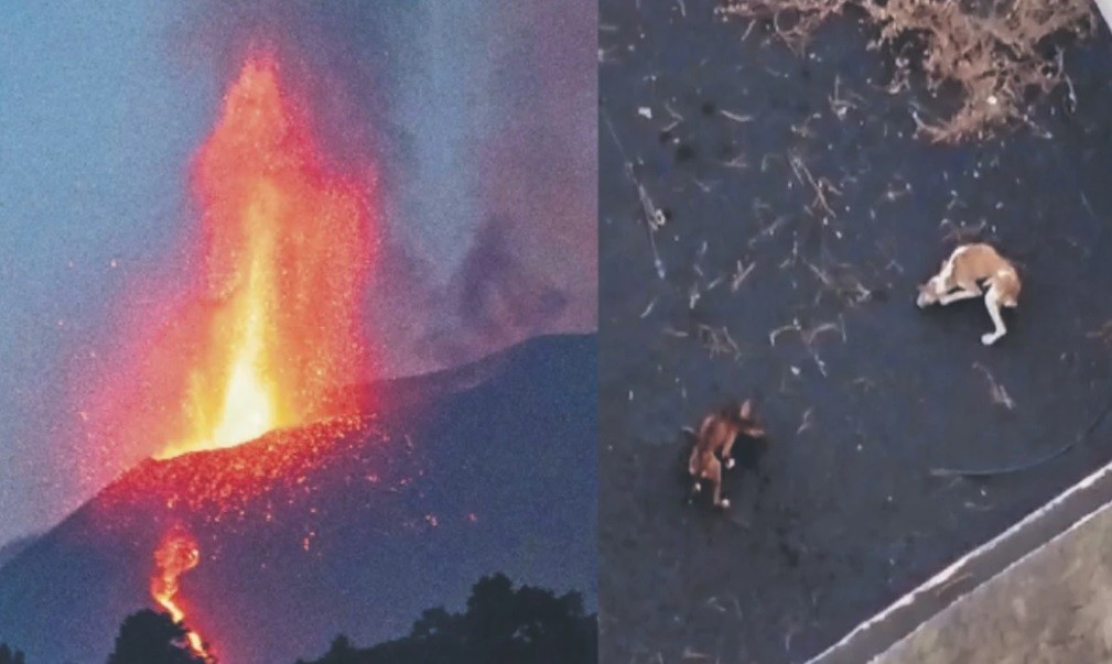 Planean inédito rescate con drones de perros atrapados entre ríos de lava | Internacionales