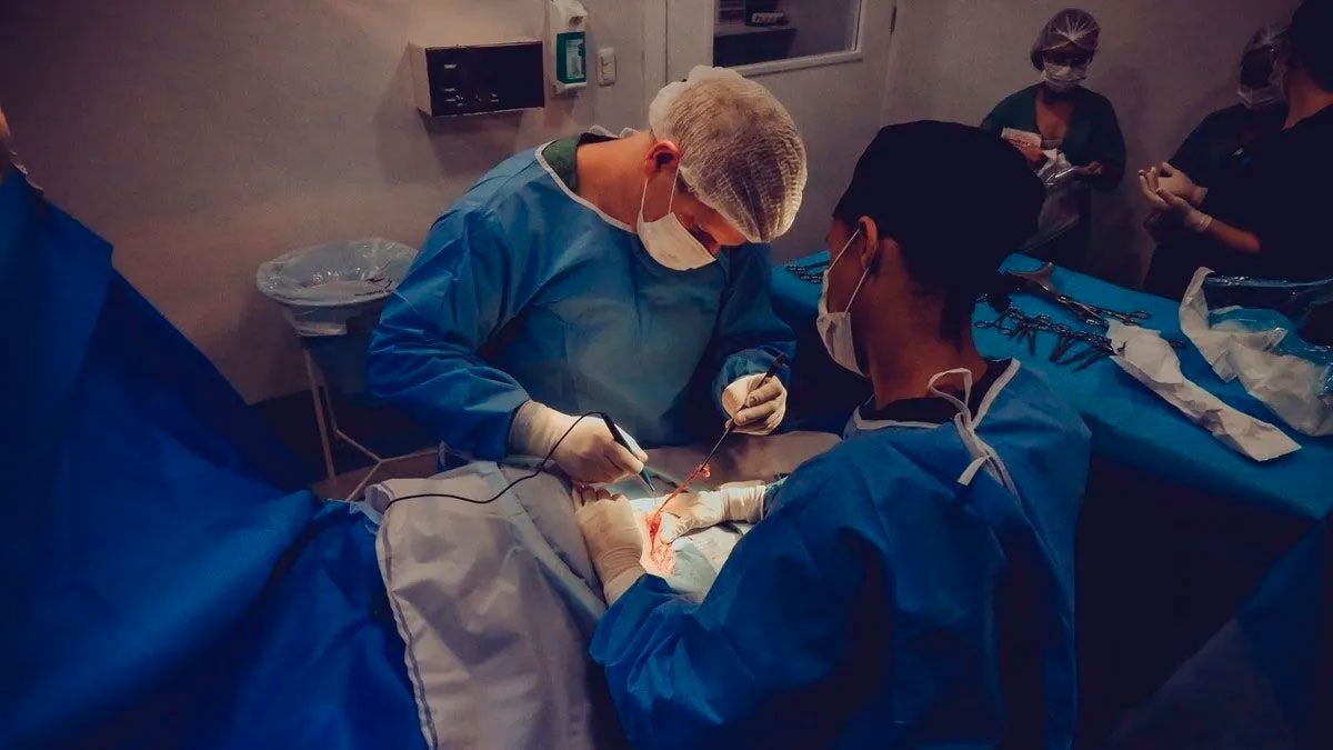 Trasplantaron con éxito el riñón de un cerdo a un paciente humano, pero aún hay interrogantes | Internacionales