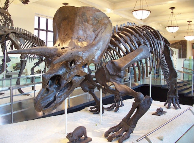 US$ 7,7 millones por el esqueleto de un dinosaurio: subastaron a "Big John" | Internacionales