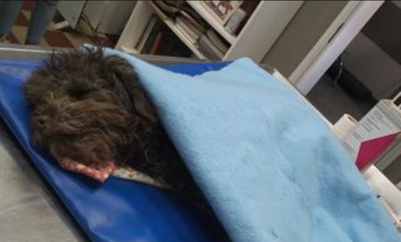 Pareja le dio una paliza al veterinario porque su caniche murió: el profesional está grave | Actualidad