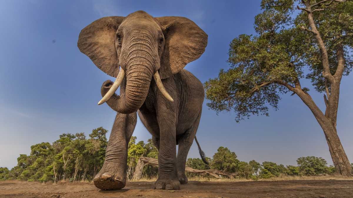 Un elefante mató a un cazador furtivo en un parque nacional | Internacionales