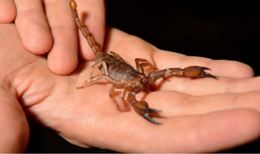 ¿Cómo prevenir picaduras de alacranes?: principales recomendaciones | Córdoba