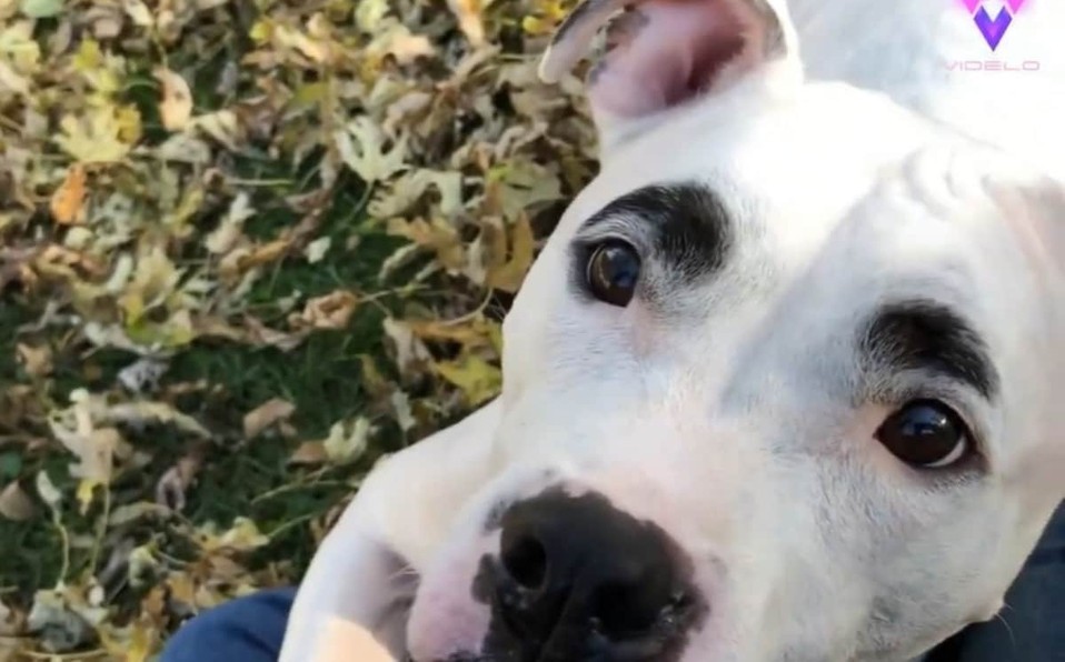 Video: el increíble perro que parece que tiene las cejas pintadas | Internacionales