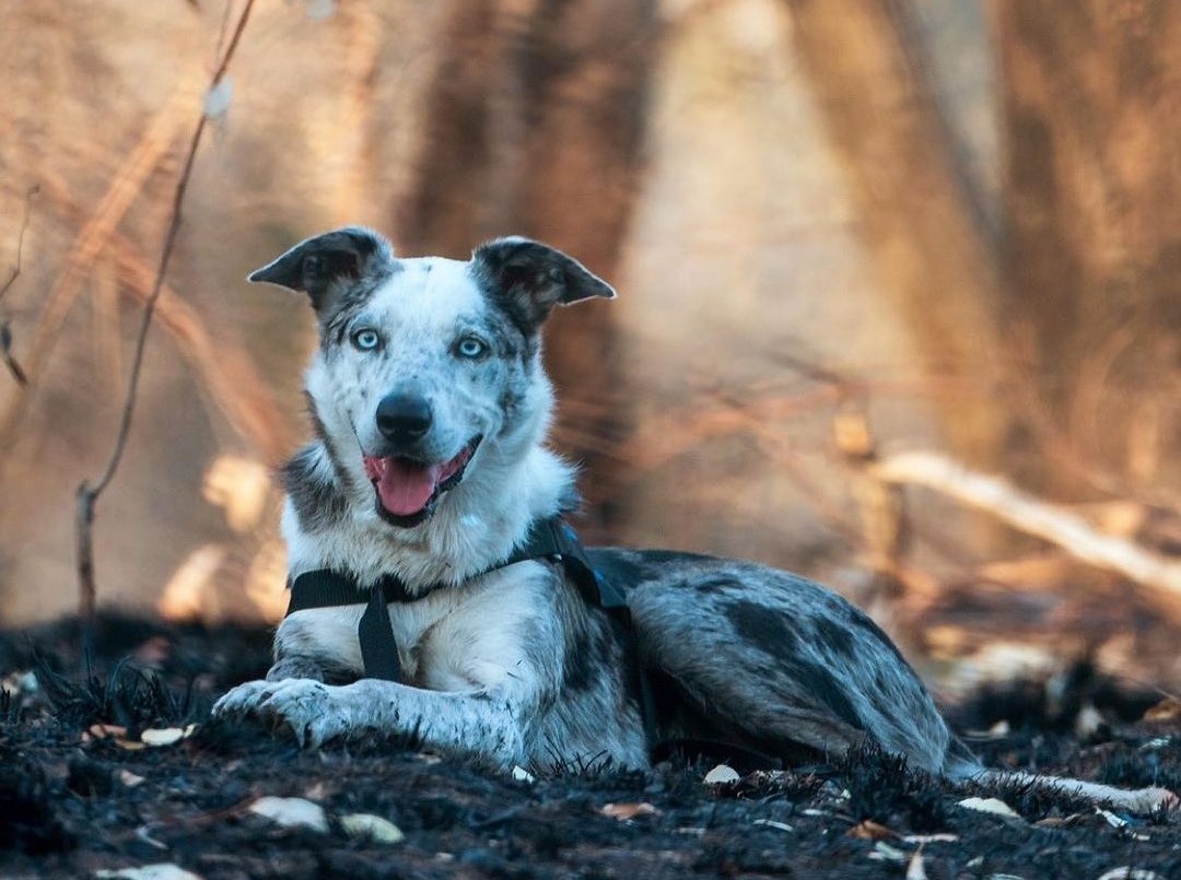 Premiaron a un perro rescatista por salvar a más de 100 koalas heridos de incendios en Australia | Internacionales