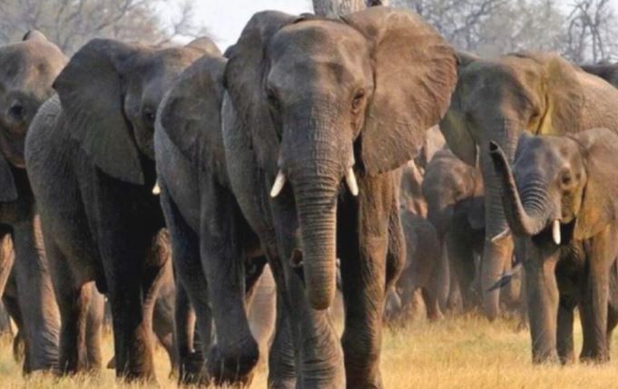 Manada de 70 elefantes destruye 250 hectáreas de cultivos | Internacionales