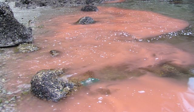 Marea roja en Chubut: Advierten sobre la alta concentración de "toxinas paralizantes" en moluscos | Actualidad