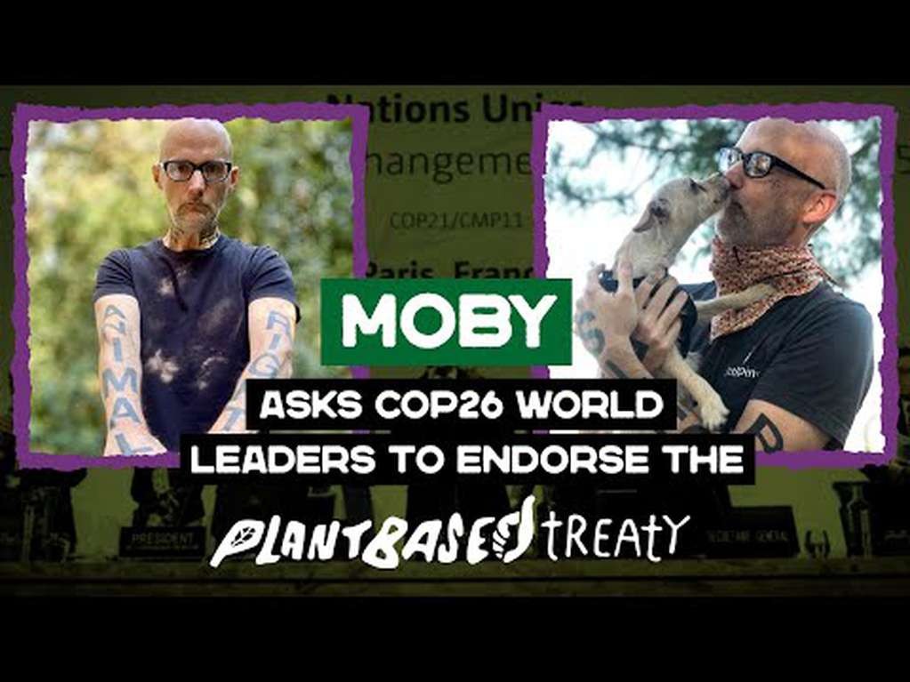 Ambientalistas argentinos impulsan en la COP26 un "acuerdo basado en plantas" | Internacionales