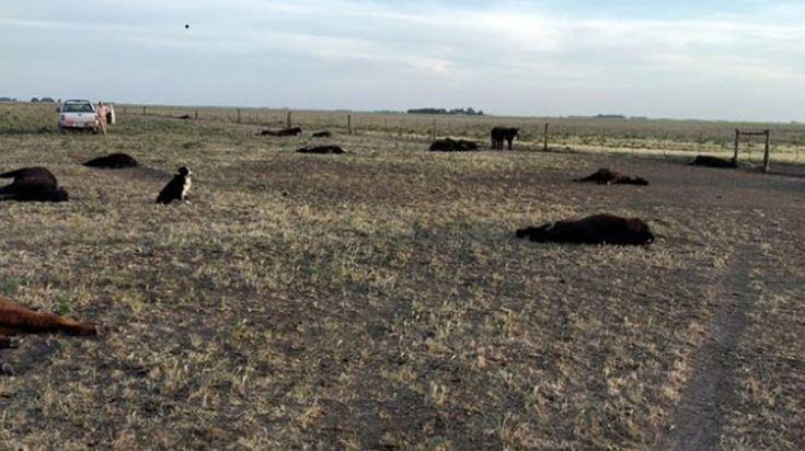 Más de 150 vacunos murieron de sed en Puán | Actualidad