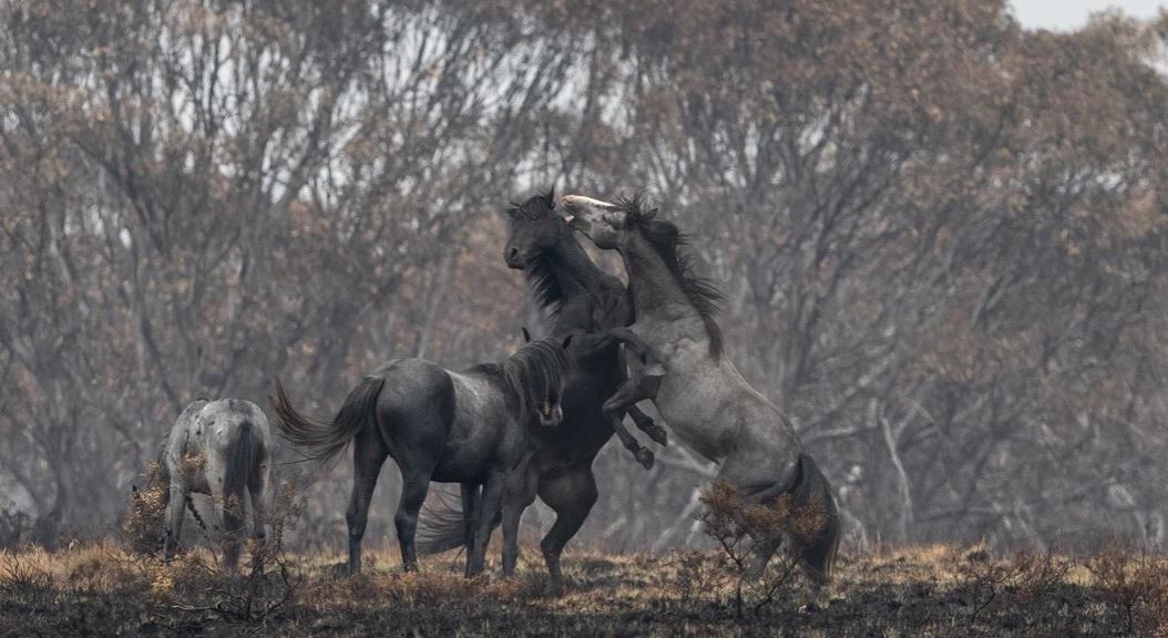 Australia planea sacrificar más de 10.000 caballos salvajes | Internacionales