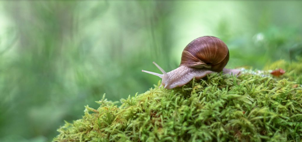 Plagas de jardín, combatiendo babosas y caracoles con métodos naturales | Curiosidades