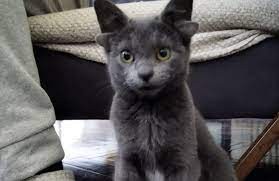 La historia de "Midas", la gata de 4 orejas que se volvió en un furor de Instagram | Internacionales