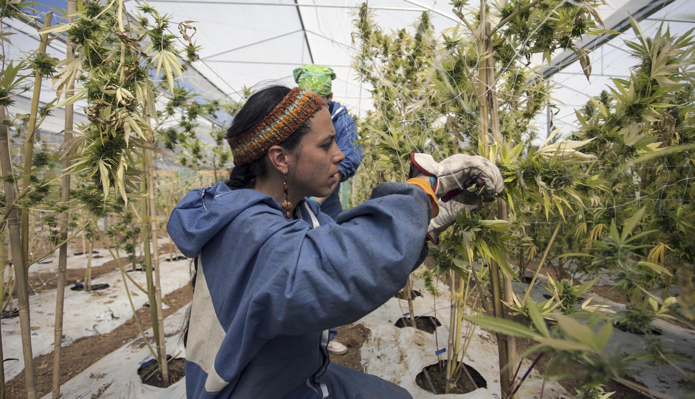 Diputados avanzó con el proyecto que regula la producción de cannabis medicinal | Política y economía