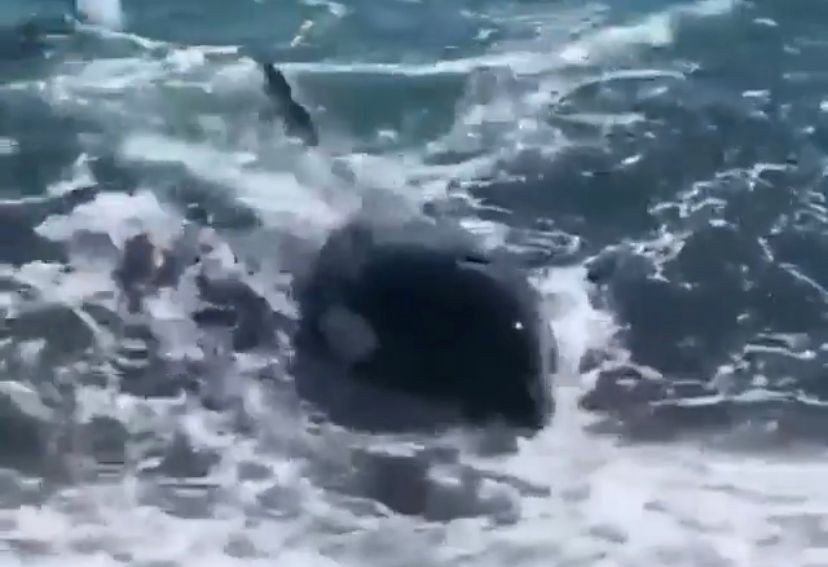 Video: Una orca sorprendió a un grupo de jóvenes en Puerto Madryn | Actualidad