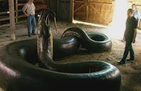 Cómo era la Titanoboa, la serpiente más grande del mundo: 15 metros y 1.200 kilos | Curiosidades