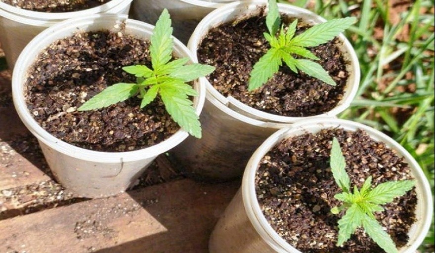 Detuvieron a una odontóloga platense por cultivar cannabis para tratar su fibromialgia | Actualidad