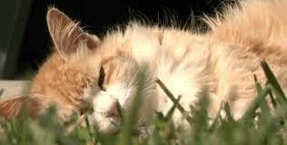 Tras hospitalizar a un jubilado, en su casa hallaron un centenar de gatos muertos | Internacionales